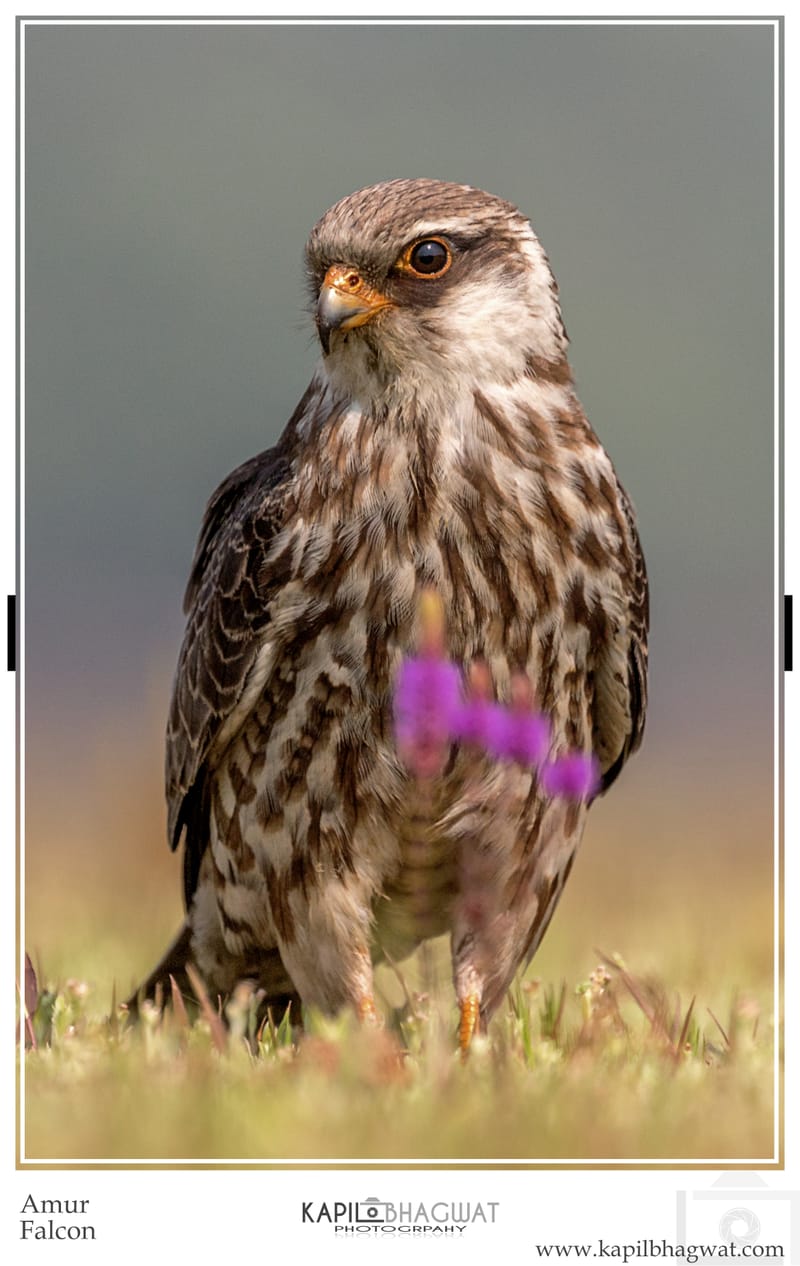 -[  Birds of Prey  ]-