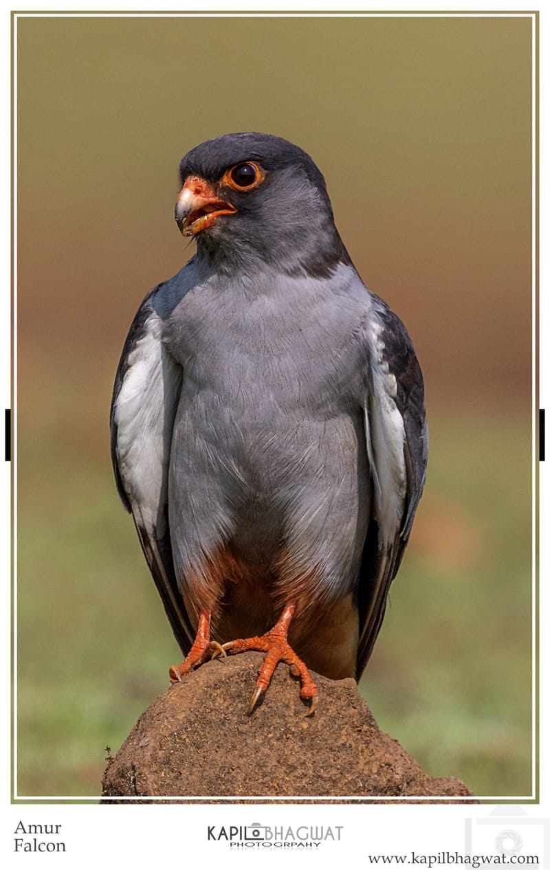 -[  Birds of Prey  ]-