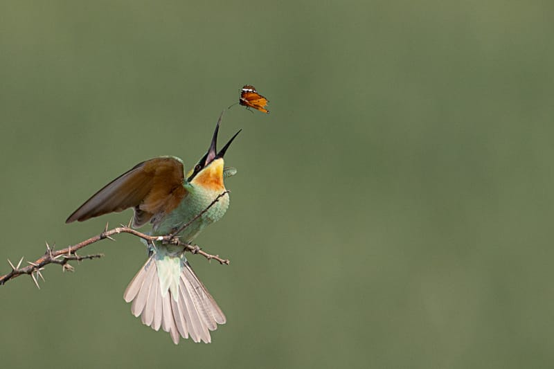 -[  Tropical Winged Wonders  ]-