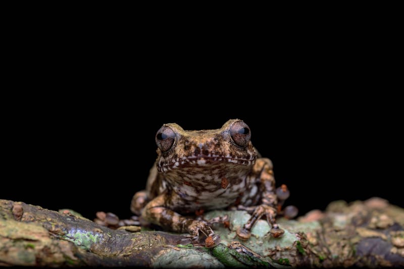 Amboli - Macro Magic