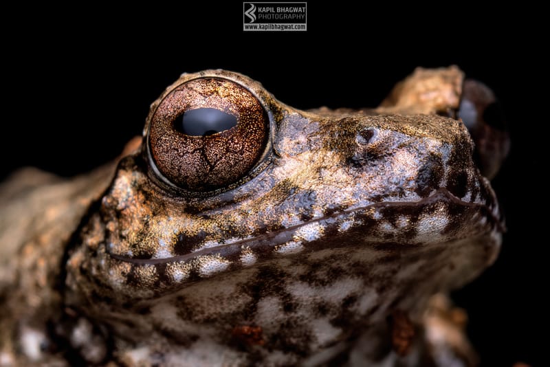 -[ Amphibian Ballet ]-