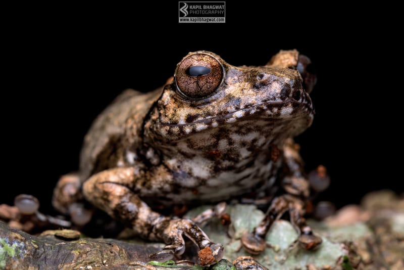 -[ Amphibian Ballet ]-