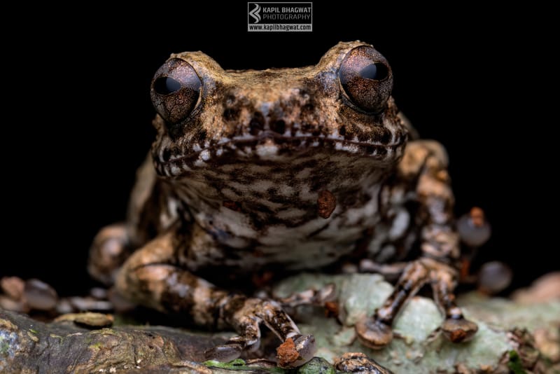 -[ Amphibian Ballet ]-