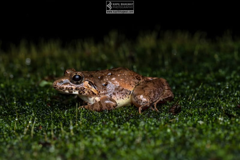 -[ Amphibian Ballet ]-