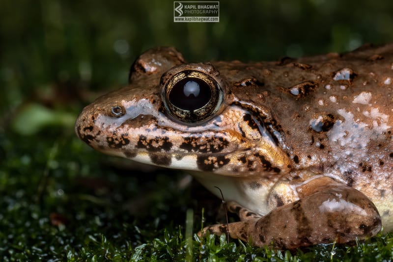 -[ Amphibian Ballet ]-