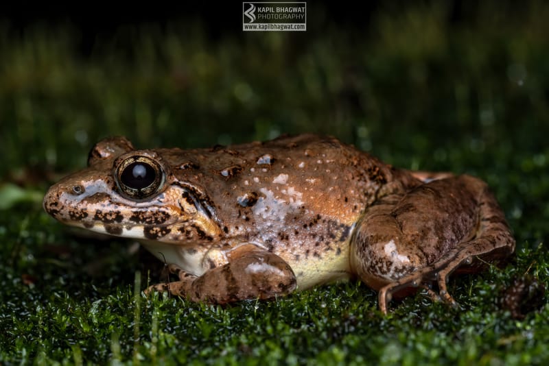 -[ Amphibian Ballet ]-