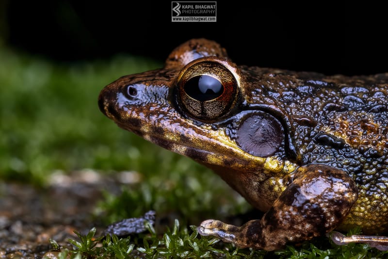 -[ Amphibian Ballet ]-