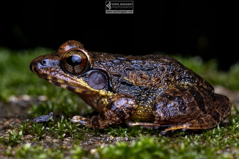 -[ Amphibian Ballet ]-