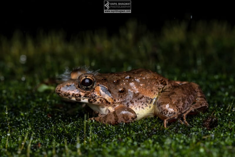 -[ Amphibian Ballet ]-