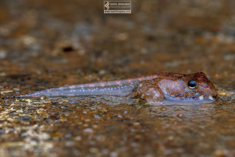 -[ Amphibian Ballet ]-