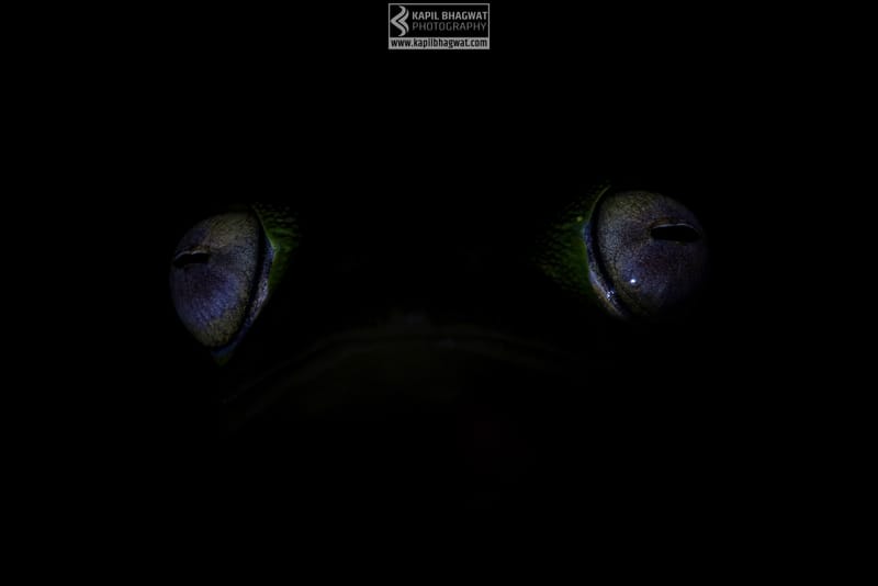 -[ Amphibian Ballet ]-