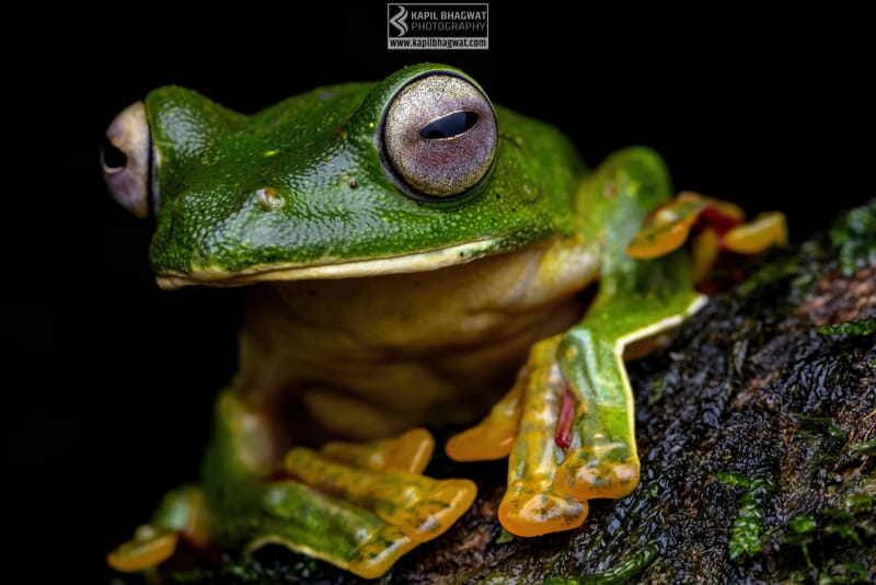 -[ Amphibian Ballet ]-