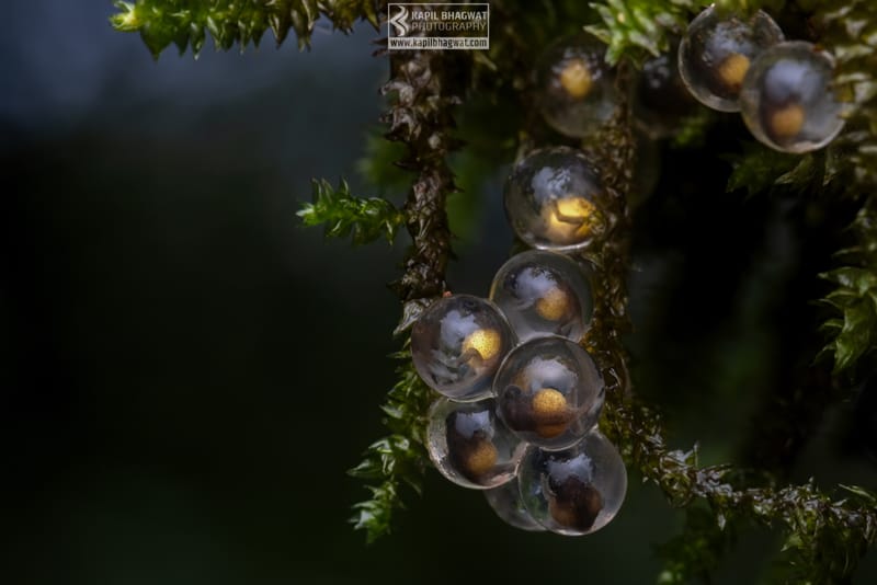 -[ Amphibian Ballet ]-