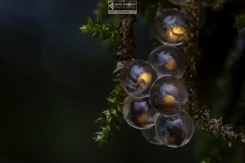 -[ Amphibian Ballet ]-