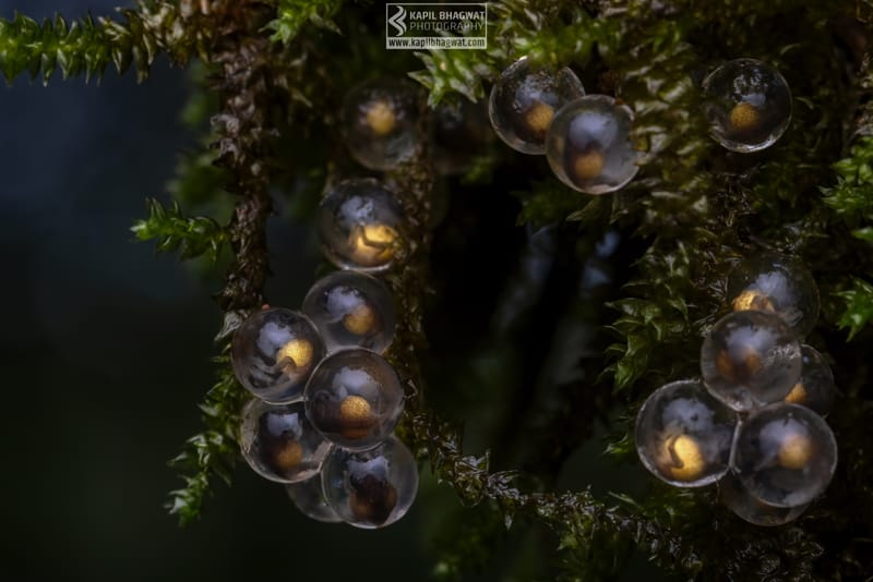 -[ Amphibian Ballet ]-