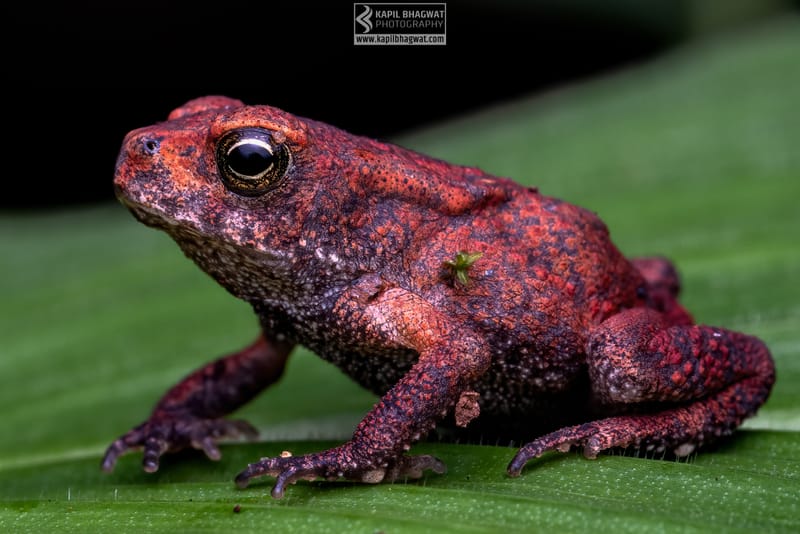 -[ Amphibian Ballet ]-