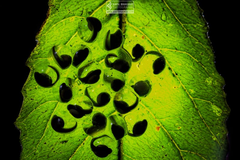 -[ Amphibian Ballet ]-