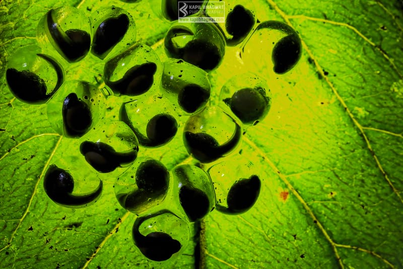 -[ Amphibian Ballet ]-