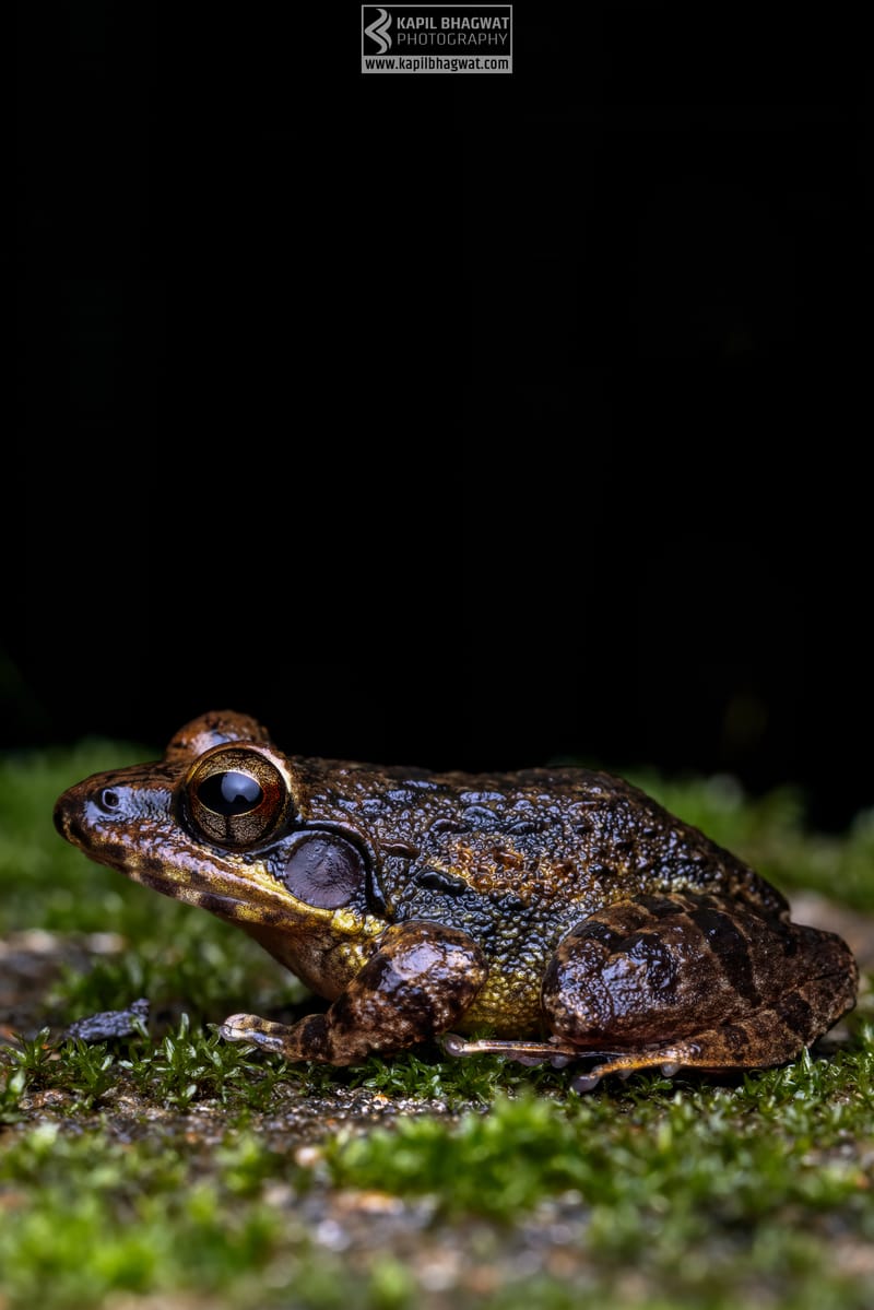 -[ Amphibian Ballet ]-