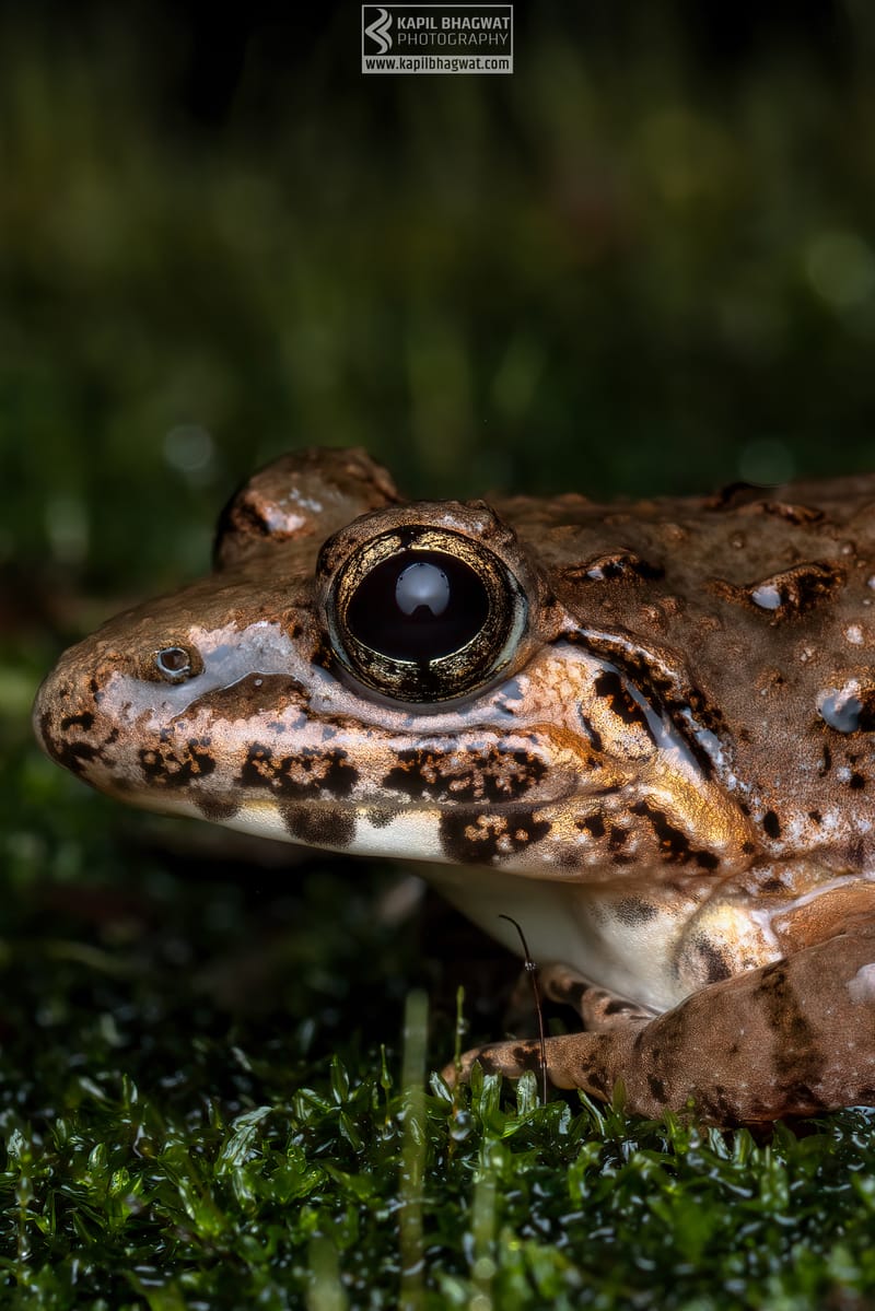 -[ Amphibian Ballet ]-