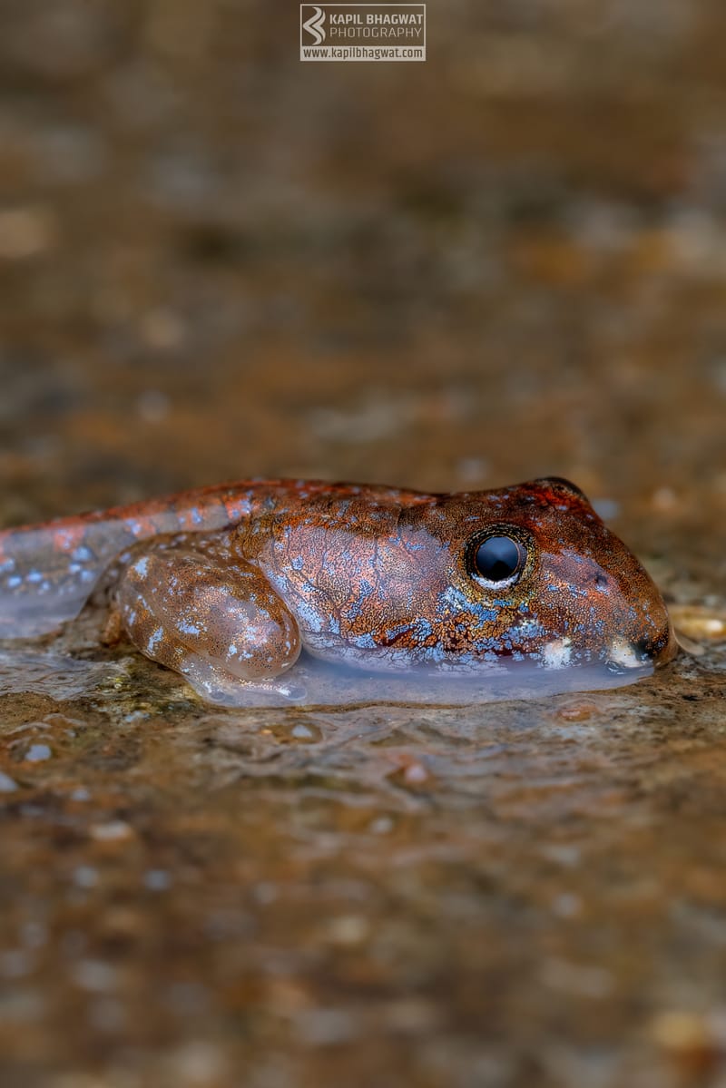 -[ Amphibian Ballet ]-