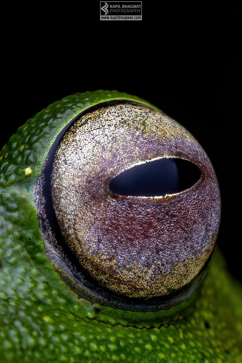 -[ Amphibian Ballet ]-