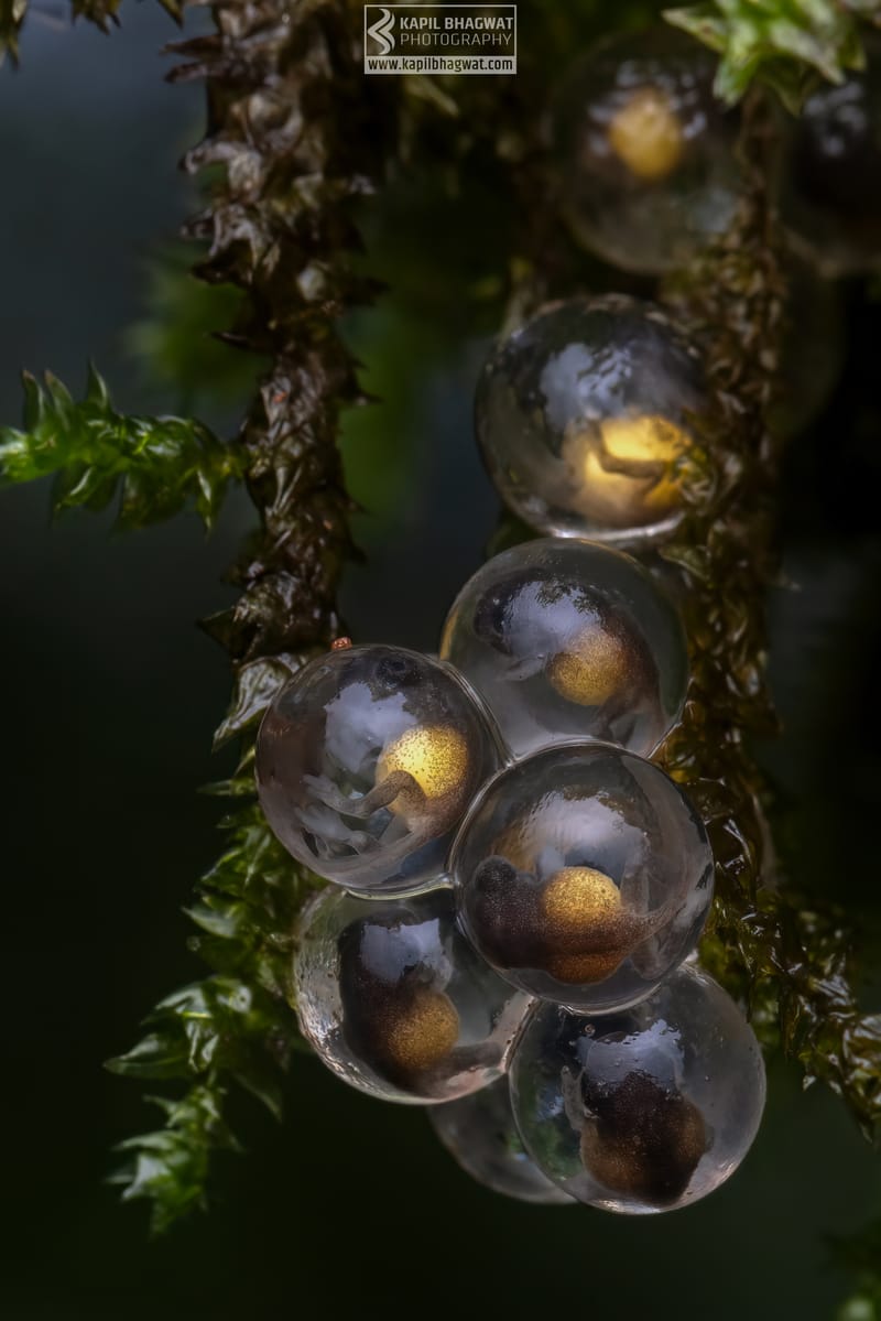 -[ Amphibian Ballet ]-