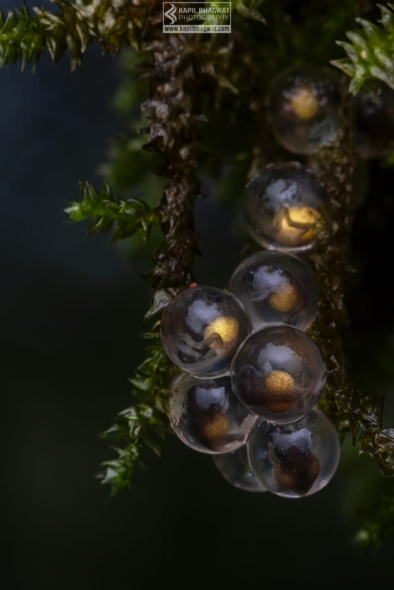 -[ Amphibian Ballet ]-