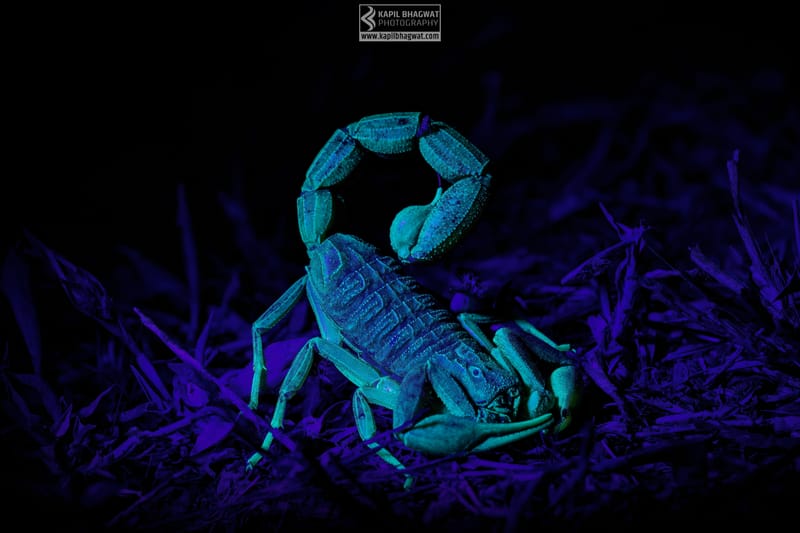 -[ Concealed Havens ]-