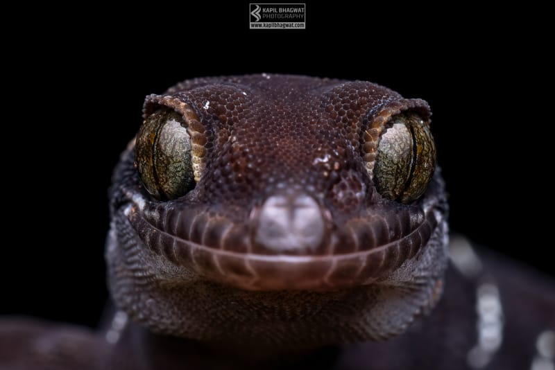 -[ Concealed Havens ]-