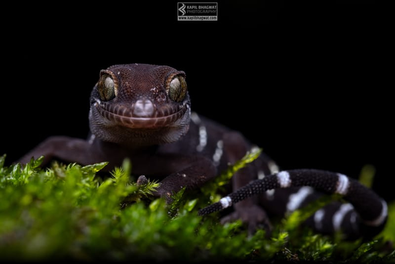 -[ Concealed Havens ]-