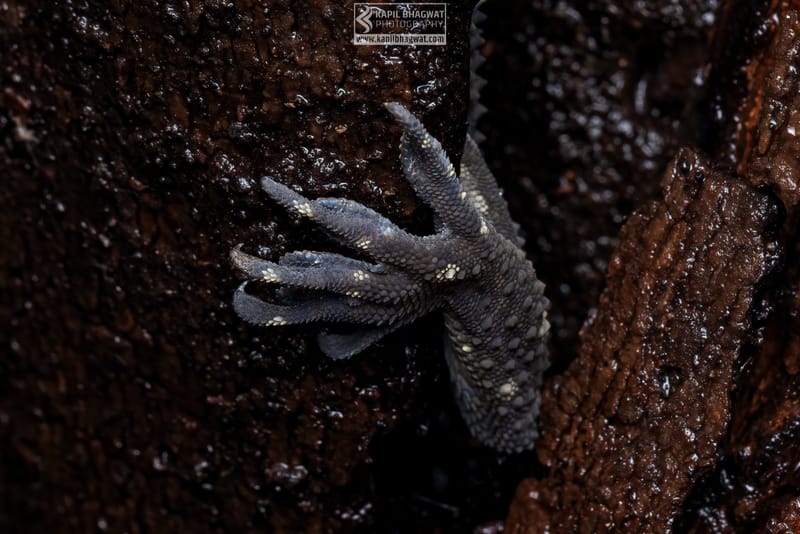 -[ Concealed Havens ]-