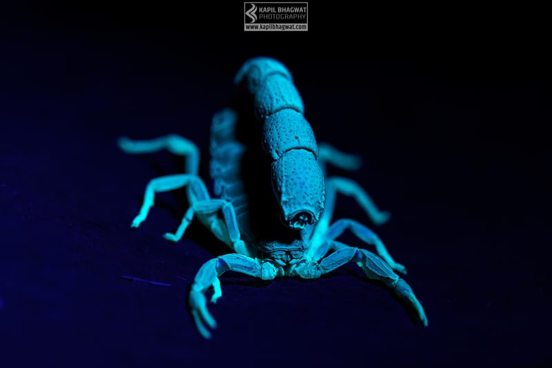 -[ Concealed Havens ]-