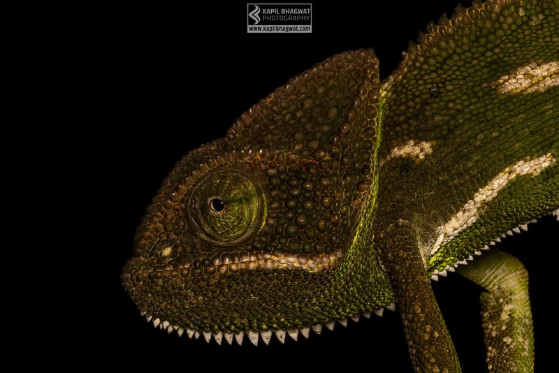 -[ Concealed Havens ]-