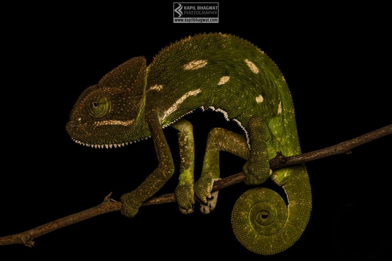 -[ Concealed Havens ]-