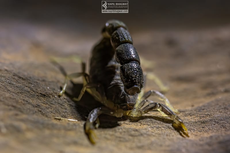 -[ Concealed Havens ]-