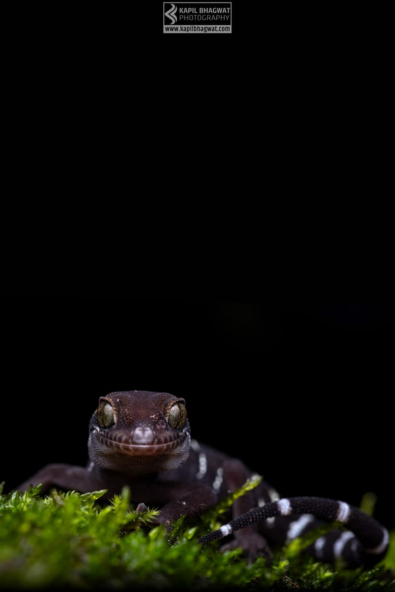 -[ Concealed Havens ]-