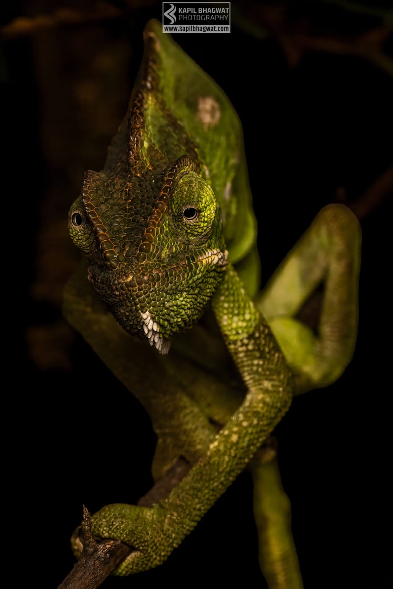 -[ Concealed Havens ]-