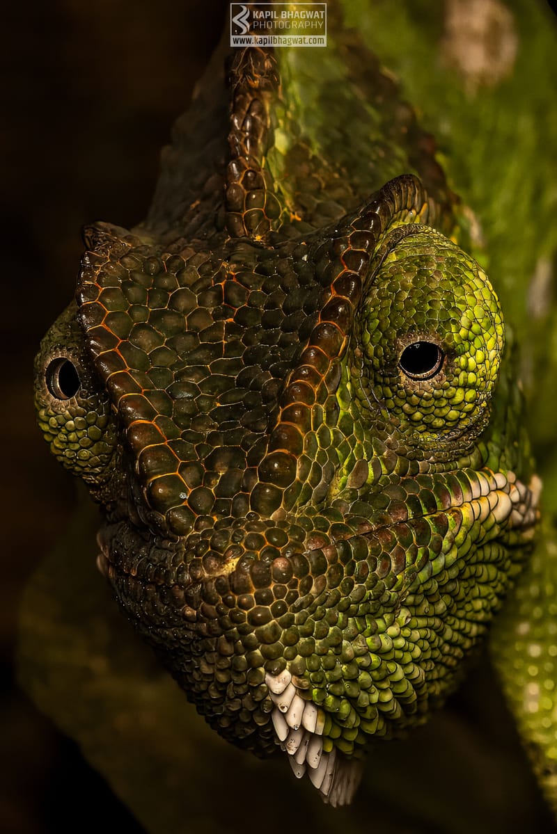 -[ Concealed Havens ]-