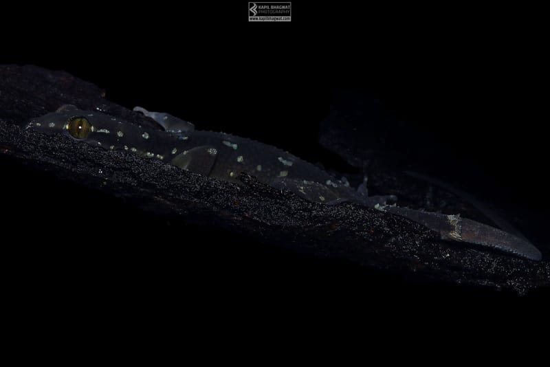 -[ Concealed Havens ]-