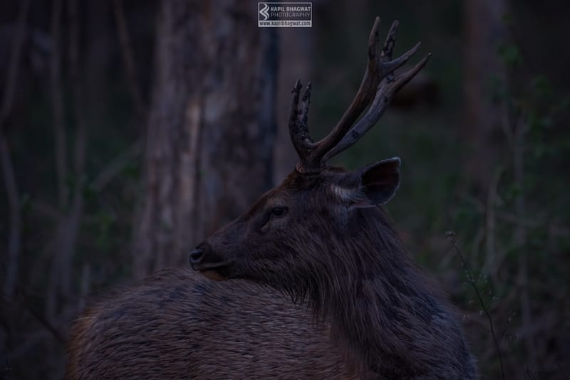 -[ Diminutive Marvels ]-