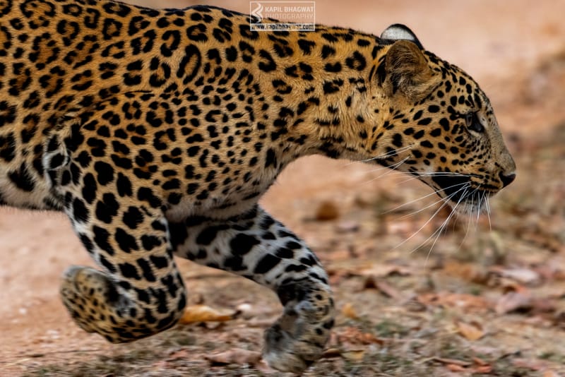 -[ Predatory Elegance ]-