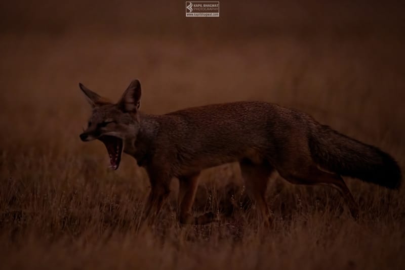 -[ Predatory Elegance ]-