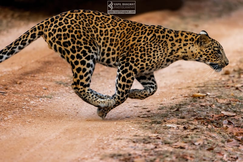 -[ Predatory Elegance ]-