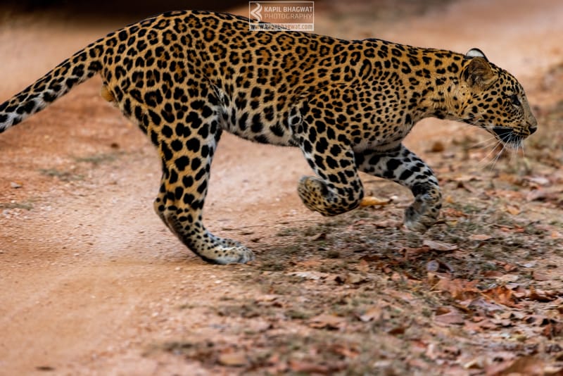 -[ Predatory Elegance ]-