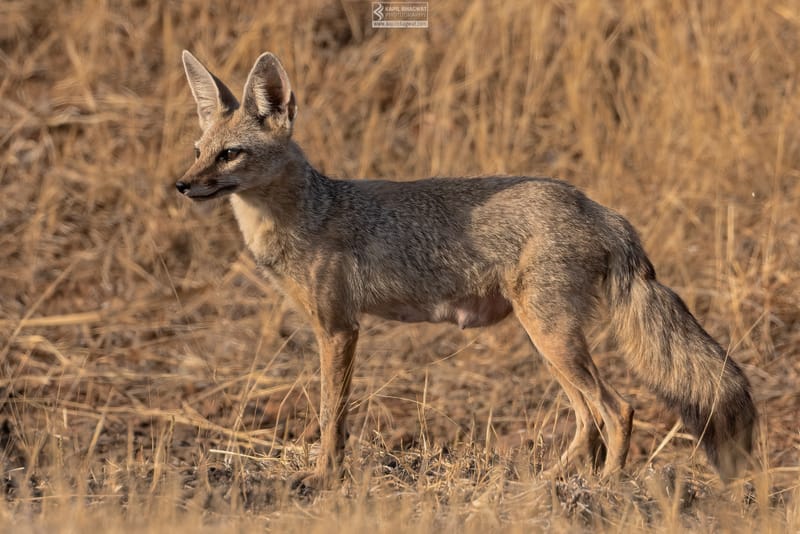 -[ Predatory Elegance ]-