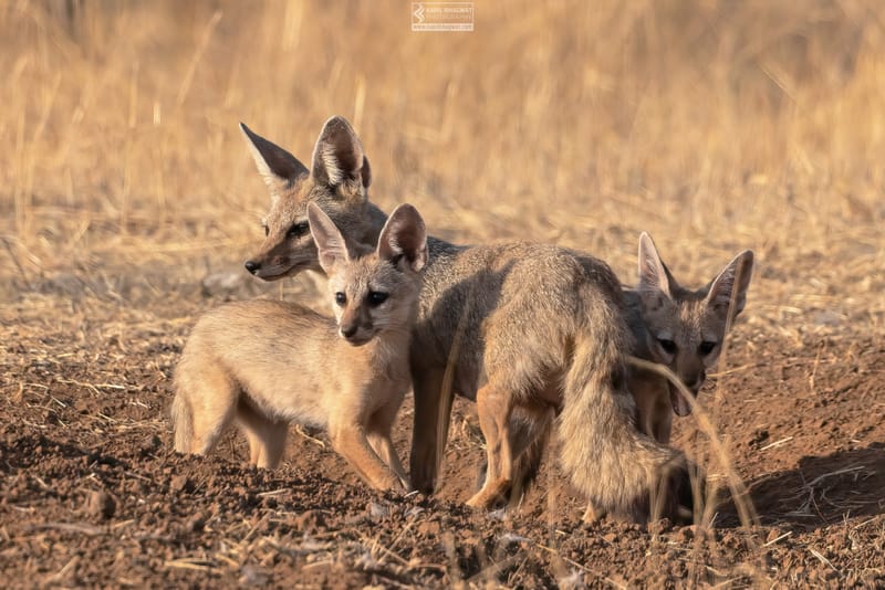 -[ Predatory Elegance ]-