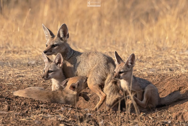 -[ Predatory Elegance ]-