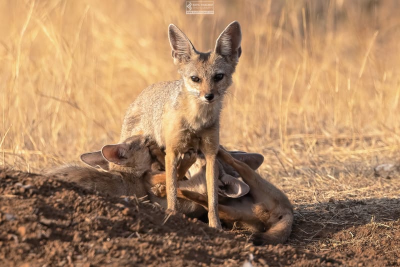 -[ Predatory Elegance ]-