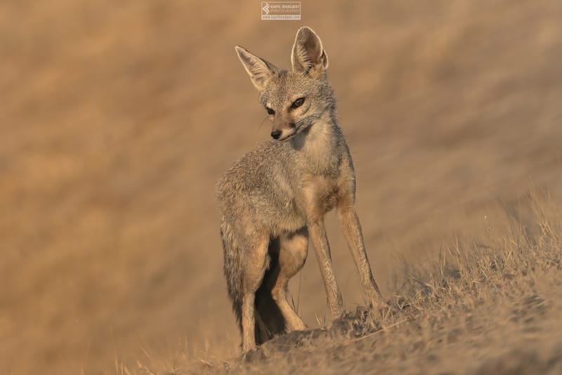 -[ Predatory Elegance ]-